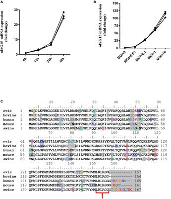 Interferon-stimulated gene 15 facilitates BTV replication through interacting with the NS1 protein